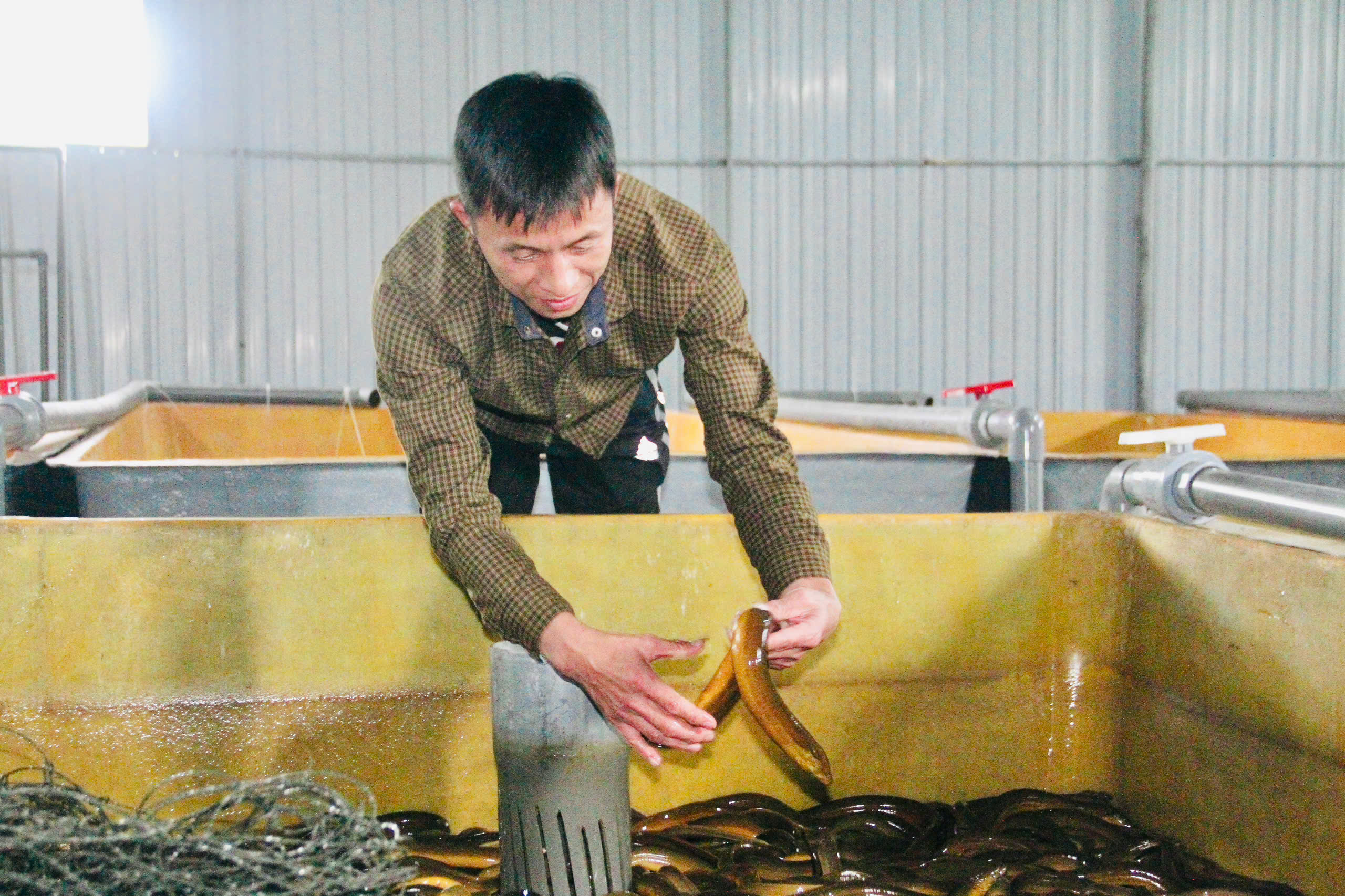 Anh Đoàn Hồng Phong – Làm giàu từ mô hình nuôi lươn không bùn, hướng đi mới ở vùng biên giới Sơn Hồng