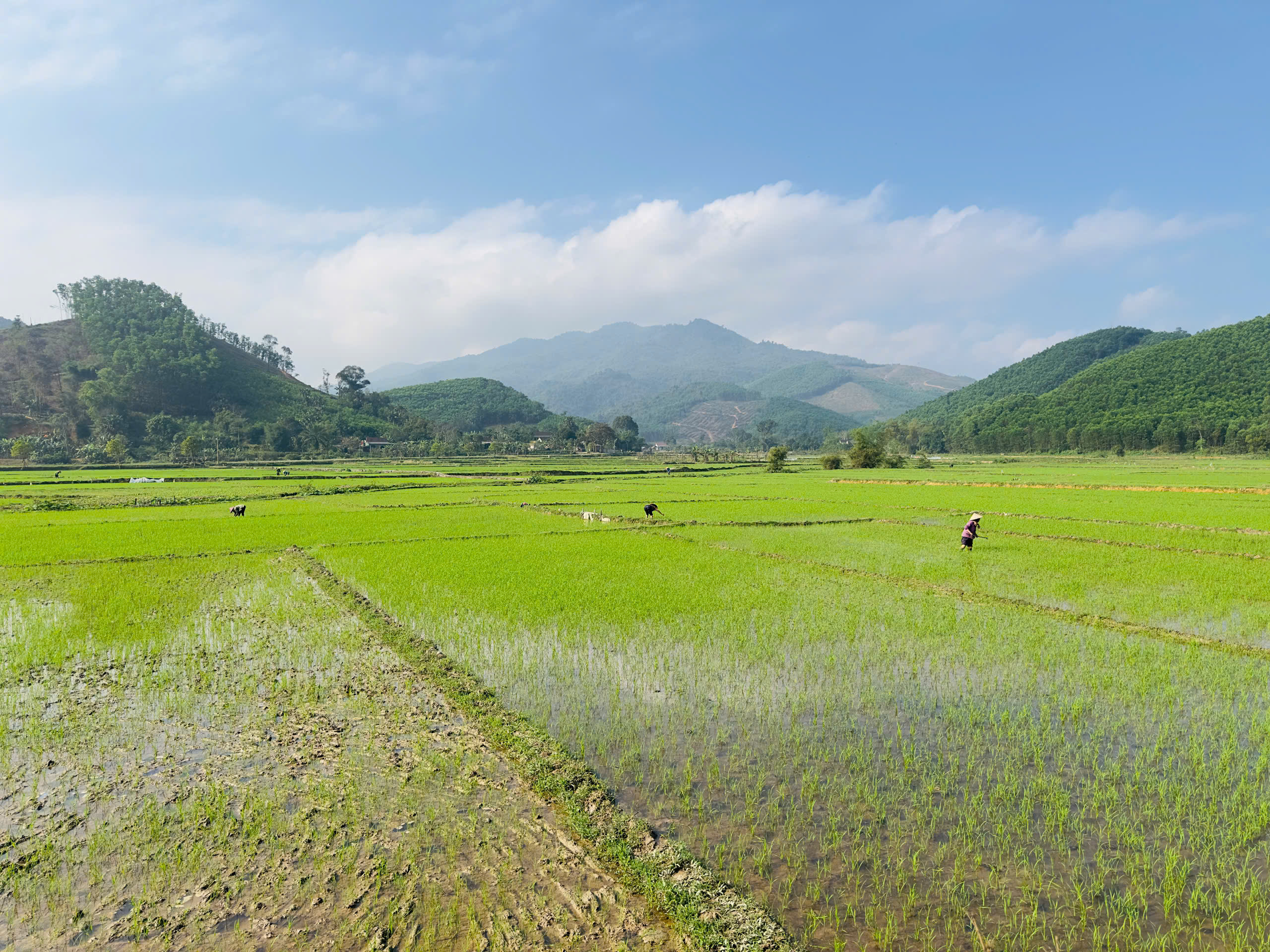 Nhân dân xã Sơn Hồng chăm sóc, tỉa giặm lúa vụ xuân 2026