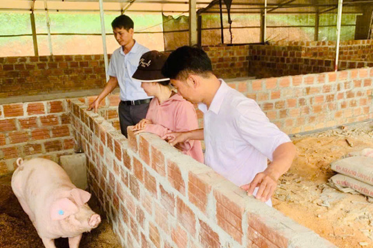 Nông dân xã biên giới Sơn Hồng đổi mới trong chăn nuôi lợn hữu cơ liên kết 